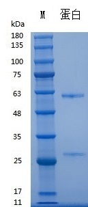 C00404 Recombinant Anti-Human CD3 mAb..jpg