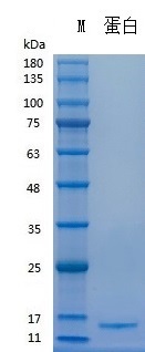 Y07801N Recombinant Human TGF-β2.jpg