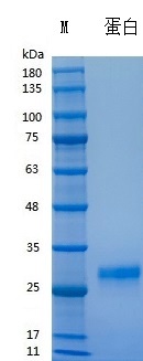 Y01001 Recombinant Human FGF9.jpg