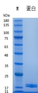 Y00901 Recombinant Human FGF-4.jpg