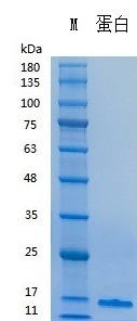 Y04201N Recombinant Human TGFβ1.jpg