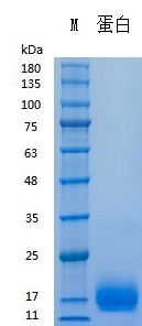 Y03401 Recombinant Human PDGF-BB.jpg