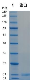 Y00101N Recombinant Human  Activin A.jpg