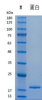 Y04401 Recombinant Human TNFα.jpg