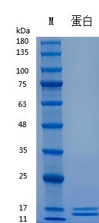 Y06501 Recombinant Human IL-13.jpg