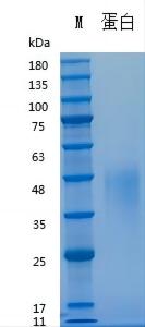 Y03091 Recombinant Mouse LIF.jpg