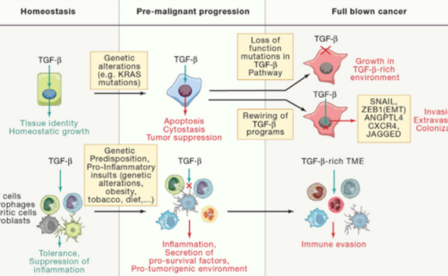 Cell Culture Proteins | Recombinant Human TGFβ1