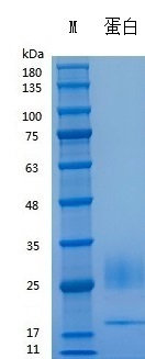 H008D/H008L Recombinant Human FGF-10