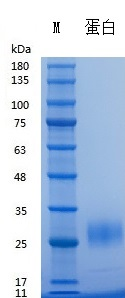 H007D/H007L Recombinant Human FGF-7/KGF