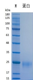 H013D/H013L Recombinant Human VEGF165