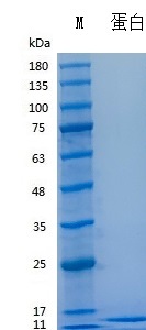 H009D/H009L Recombinant Human LR3 IGF-1